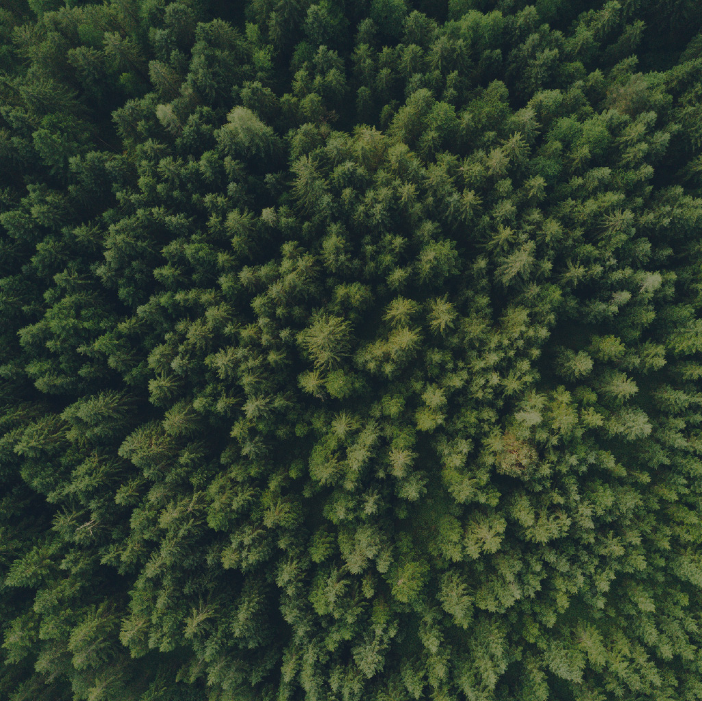 Uma floresta vista de cima